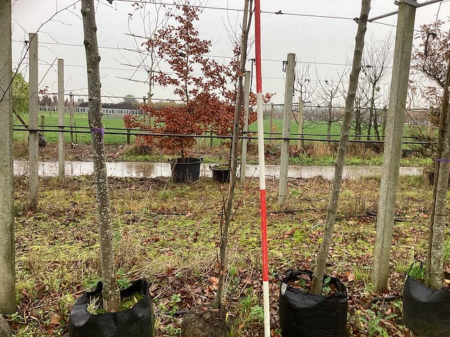 Groene zuilbeuk - zuilboom - afbeelding 1 van  3