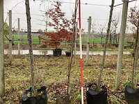 Groene zuilbeuk - zuilboom - afbeelding 1 van  3