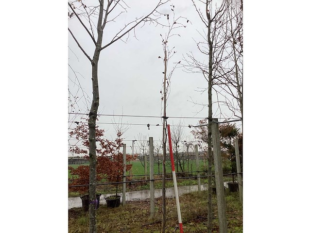 Groene zuilbeuk - zuilboom - afbeelding 2 van  3
