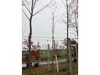 Groene zuilbeuk - zuilboom - afbeelding 2 van  3