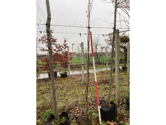 Groene zuilbeuk - zuilboom - afbeelding 3 van  3