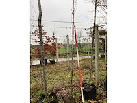 Groene zuilbeuk - zuilboom - afbeelding 3 van  3