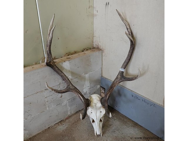 Groot gewei van een edelhert (cervus elaphus). - afbeelding 1 van  5