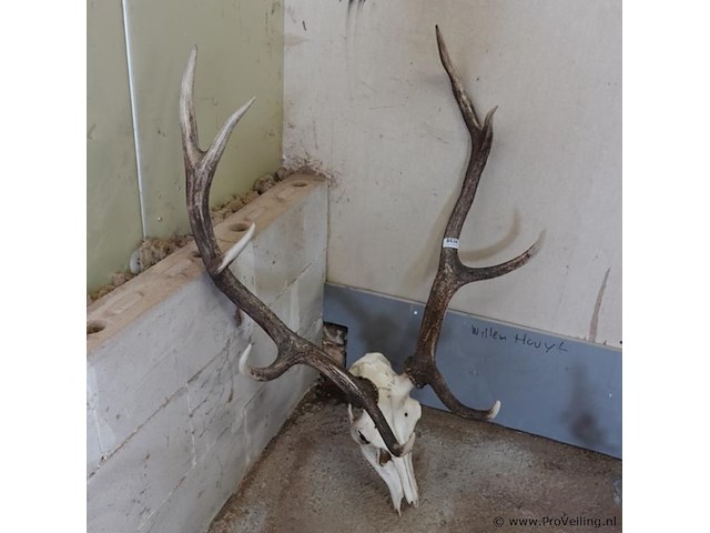 Groot gewei van een edelhert (cervus elaphus). - afbeelding 2 van  5