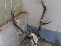 Groot gewei van een edelhert (cervus elaphus). - afbeelding 2 van  5