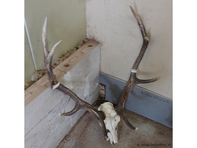 Groot gewei van een edelhert (cervus elaphus). - afbeelding 3 van  5