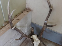 Groot gewei van een edelhert (cervus elaphus). - afbeelding 3 van  5