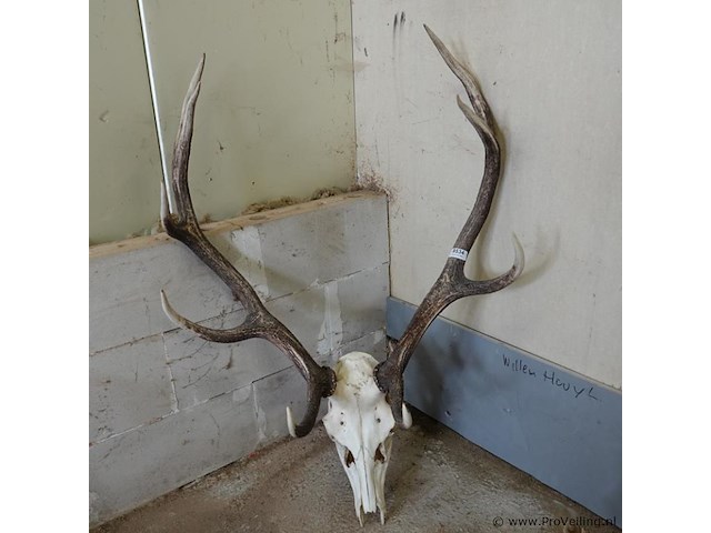 Groot gewei van een edelhert (cervus elaphus). - afbeelding 4 van  5