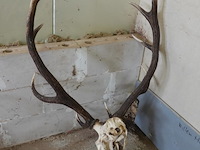 Groot gewei van een edelhert (cervus elaphus). - afbeelding 5 van  5