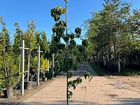 Grootbloemige kornoelje, cornus 'eddie's white wonder', bloesemboom, witte bloei, ca. 2-2.5 m hoog
