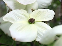 Grootbloemige kornoelje, cornus 'eddie's white wonder', bloesemboom, witte bloei, ca. 2-2.5 m hoog - afbeelding 2 van  2