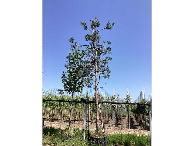 Grove den - groenblijvende boom - afbeelding 2 van  2