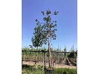 Grove den - groenblijvende boom - afbeelding 2 van  2