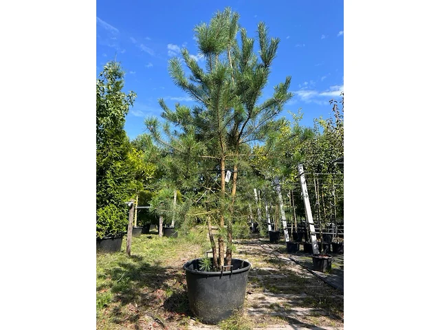 Grove den, pinus sylvestris, meerstammig, wintergroen, ca. 225-275 cm hoog - afbeelding 1 van  1