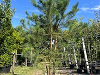 Grove den, pinus sylvestris, meerstammig, wintergroen, ca. 225-275 cm hoog