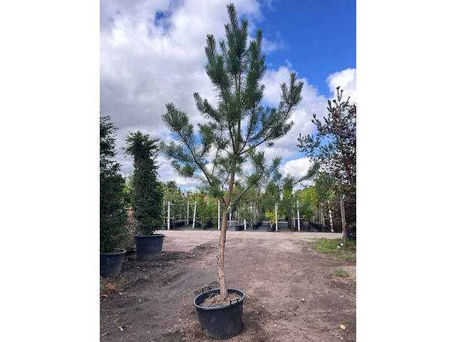 Grove den, pinus sylvestris, naaldboom, wintergroen, ca. 3.5 m hoog - afbeelding 1 van  1