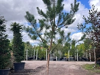 Grove den, pinus sylvestris, naaldboom, wintergroen, ca. 3.5 m hoog