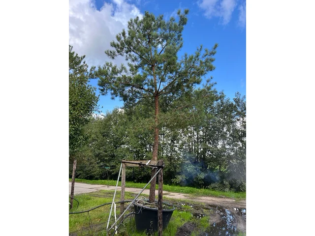 Grove den, pinus sylvestris, naaldboom, wintergroen, ca. 6 m hoog - afbeelding 1 van  1