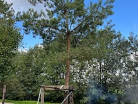 Grove den, pinus sylvestris, naaldboom, wintergroen, ca. 6 m hoog