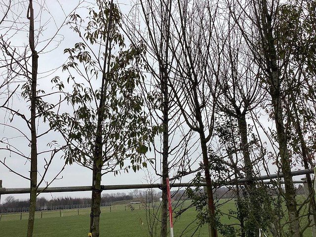 Haabeuk - vormboom - afbeelding 1 van  2