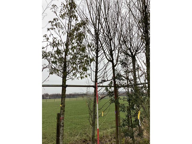 Haabeuk - vormboom - afbeelding 2 van  2