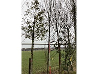 Haabeuk - vormboom - afbeelding 2 van  2