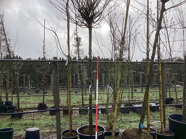 Haagbeuk - bolboom - afbeelding 1 van  3