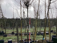 Haagbeuk - bolboom - afbeelding 1 van  3