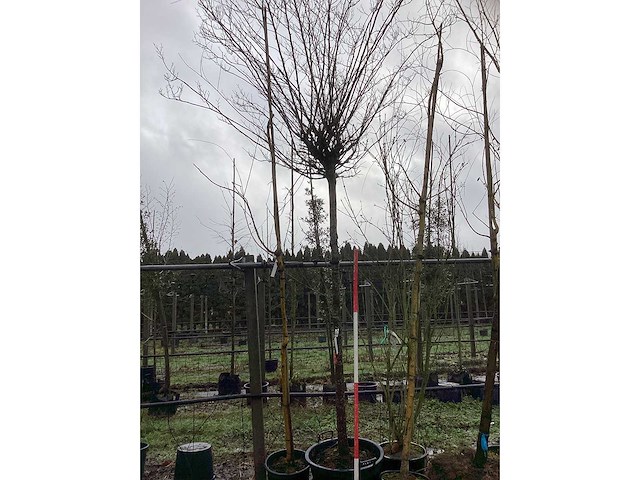 Haagbeuk - bolboom - afbeelding 2 van  3