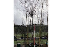 Haagbeuk - bolboom - afbeelding 2 van  3