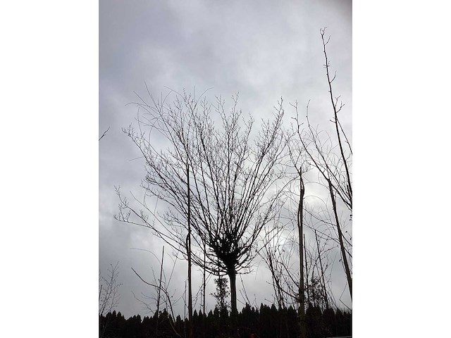 Haagbeuk - bolboom - afbeelding 3 van  3