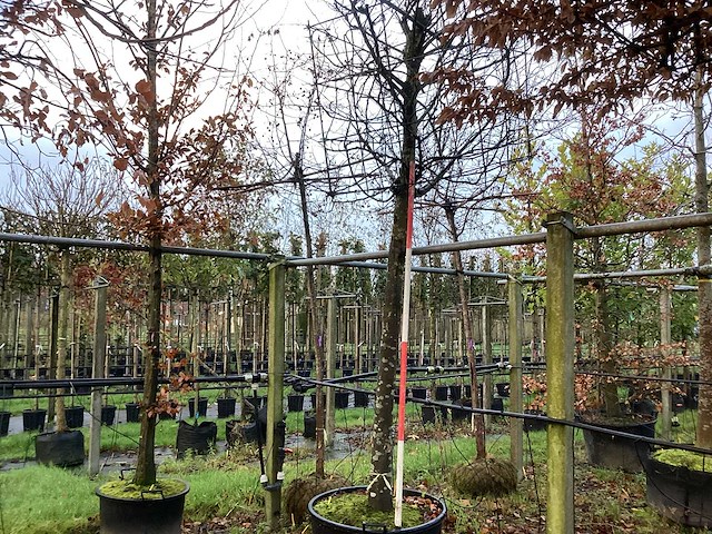 Haagbeuk - dakboom - afbeelding 1 van  3