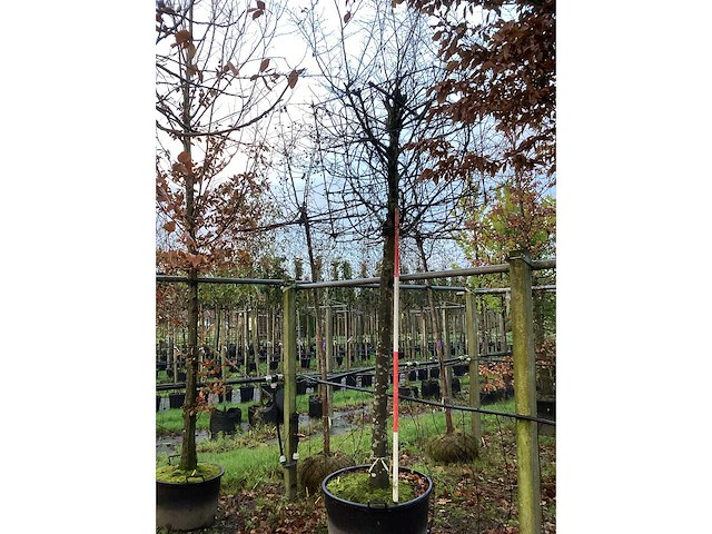 Haagbeuk - dakboom - afbeelding 2 van  3