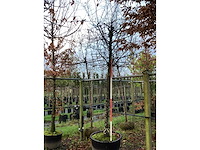 Haagbeuk - dakboom - afbeelding 2 van  3