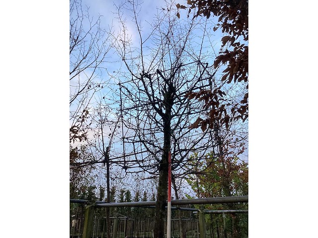 Haagbeuk - dakboom - afbeelding 3 van  3