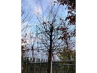 Haagbeuk - dakboom - afbeelding 3 van  3