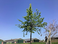 Haagbeuk - dakboom - afbeelding 1 van  2