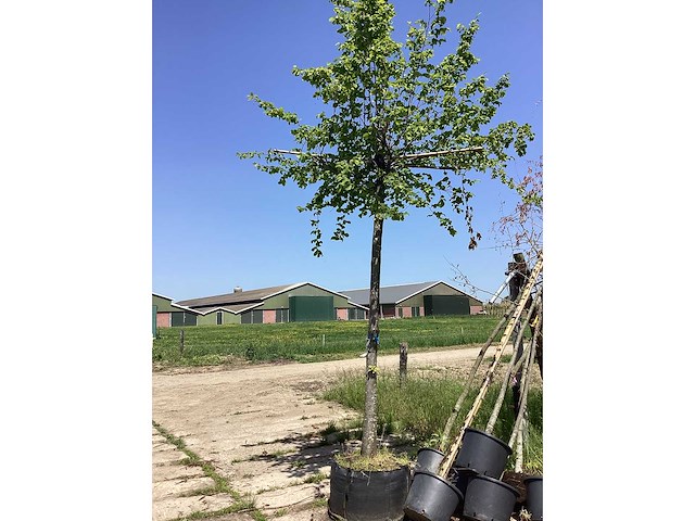 Haagbeuk - dakboom - afbeelding 2 van  2