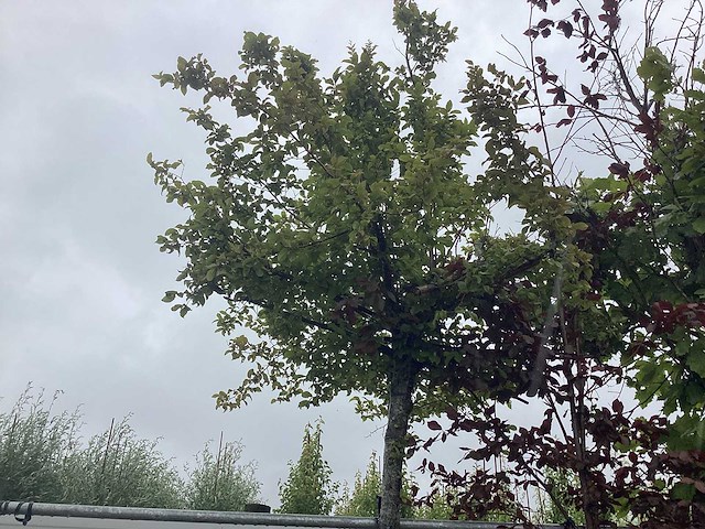 Haagbeuk - dakboom - afbeelding 1 van  2
