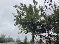Haagbeuk - dakboom - afbeelding 1 van  2