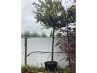 Haagbeuk - dakboom - afbeelding 2 van  2