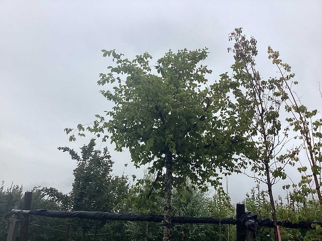 Haagbeuk - dakboom - afbeelding 1 van  2