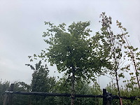 Haagbeuk - dakboom - afbeelding 1 van  2