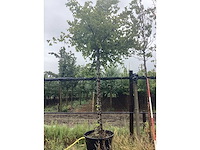 Haagbeuk - dakboom - afbeelding 2 van  2