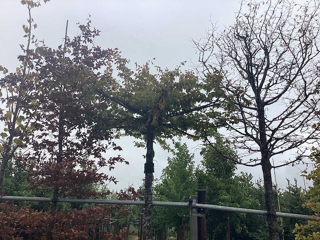 Haagbeuk - dakboom - afbeelding 1 van  2
