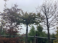 Haagbeuk - dakboom - afbeelding 1 van  2