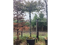 Haagbeuk - dakboom - afbeelding 2 van  2