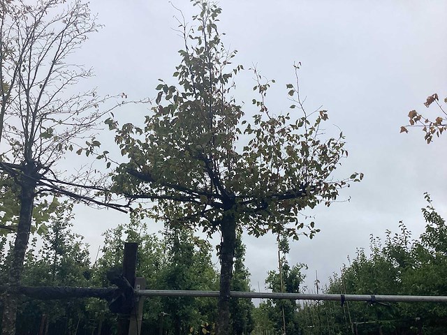 Haagbeuk - dakboom - afbeelding 1 van  2