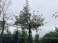 Haagbeuk - dakboom - afbeelding 1 van  2