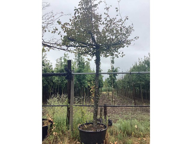 Haagbeuk - dakboom - afbeelding 2 van  2